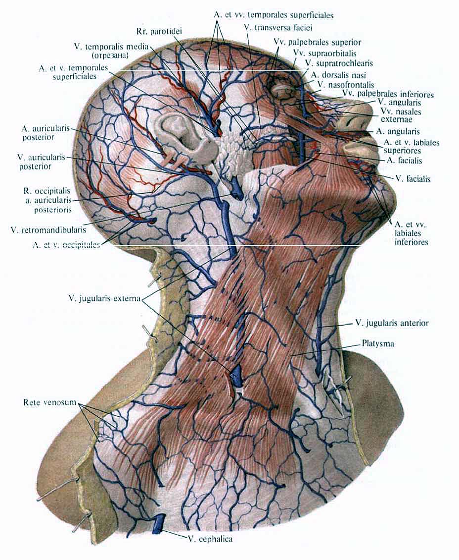Расширение яремных вен. Наружная яремная Вена анатомия. Наружная яремная Вена анатомия топография. Вены головы и шеи анатомия Сапин.